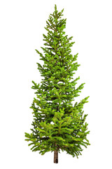 Christmas tree isolated on white background.