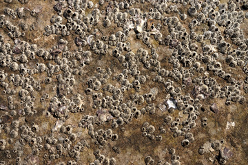 Rock Barnacle