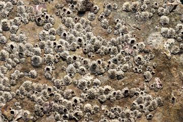 Rock Barnacle