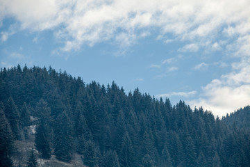Pines on mountains in winter time