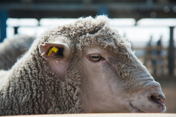 Obraz premium Sheep on a farm