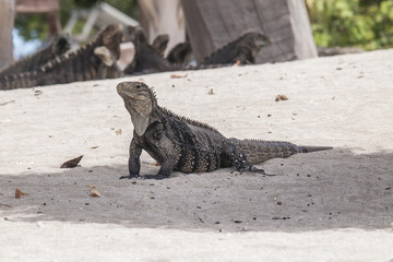 Cyclura nubila, Cuban rock iguana, Cuban ground iguana