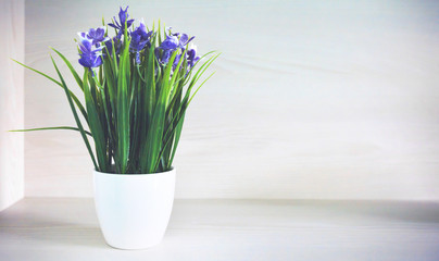 Plant