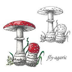 Vector illustration of a fly agaric