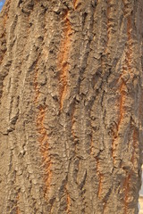 Tree bark