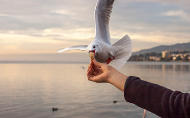 Obraz premium hand with food for the gulls