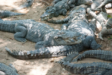 Crocodile