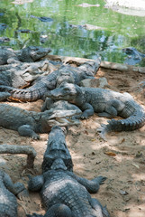 Obraz premium Crocodile