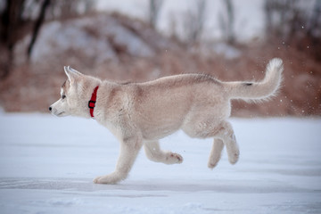 Puppy playing in the snow