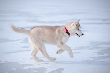 Puppy playing in the snow