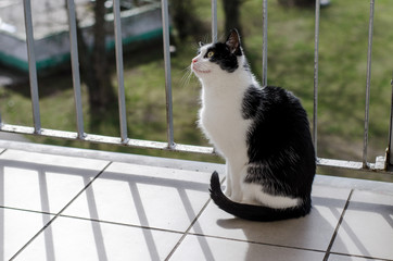 Czarno-biały kot na balkonie, kotek, domowy - obrazy, fototapety, plakaty