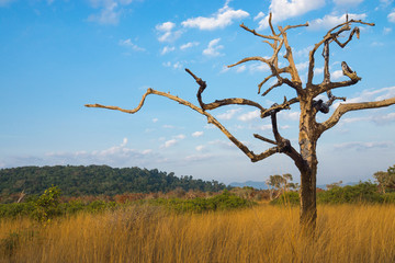 dead trees at Savanna grasslands, Phang Nga, Thailand.