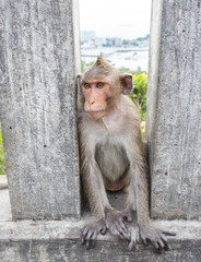 Monkey sitting on the wall
