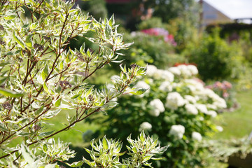 physocarpus branches bush on the background of the garden