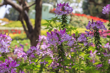 Fototapeta premium Cleome hassleriana, spider flower in the garden
