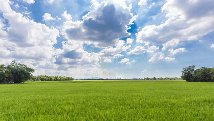 Meadows and sky