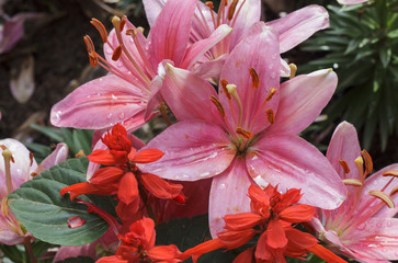 pink lily flowers in the garden