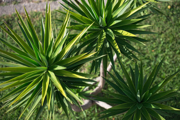 High angle view of Yucca aloifolia spreading leaf tops. - obrazy, fototapety, plakaty