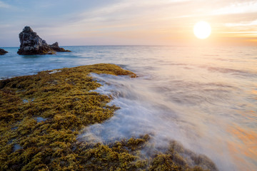 Naklejka premium Rocks and seaweed (Sargassum sp.), Phang Nga - Thailand.