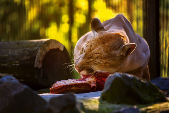 Puma eat meat.