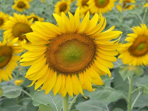 Close up on yellow sunflower in sunflower farm , Sunflower blooming.