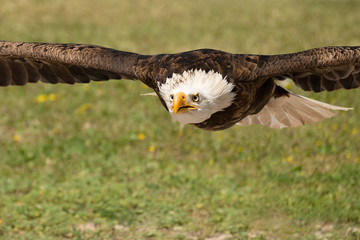 american bald eagle in flight