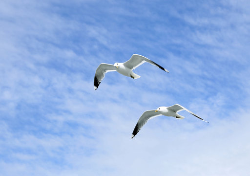 Two mediterranean white seagulls flying