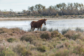 Camargue horse standing in a lagoon
