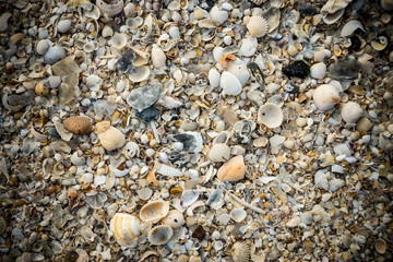 Background from sand and shells