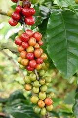Coffee beans ripening on a tree.