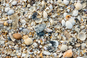 Obraz premium Background from sand and shells