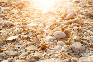 Background from sand and shells