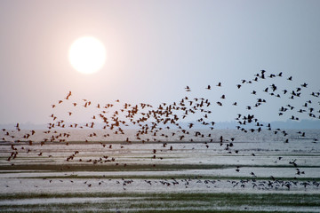 Wildlife sanctuaries of southern Thailand.