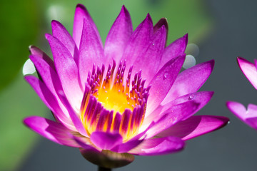 Pink Lotus flower