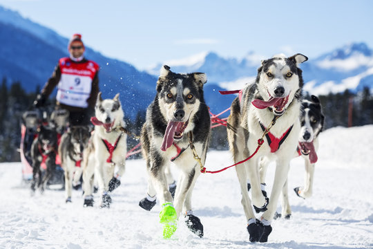 Sled Dog Race