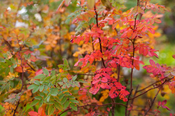 autumn leaves of shrub roses.