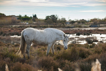 White Horse