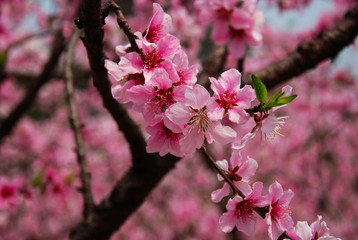 Obraz na płótnie Canvas The beautiful blooming peach flower in spring