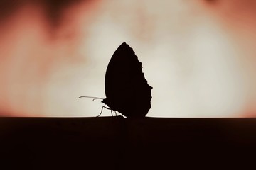 Fototapeta premium Silhouette butterfly wallpaper background
