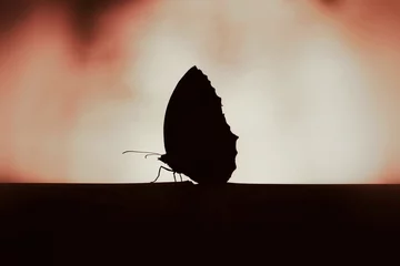 Crédence de cuisine en verre imprimé Papillon Silhouette butterfly wallpaper background