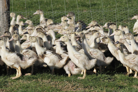ELEVAGE DE CANARDS MULARDS