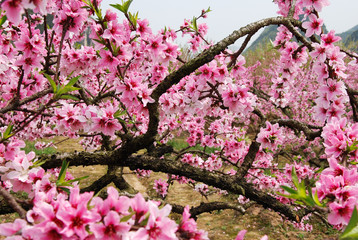 The beautiful blooming peach flower in spring