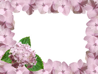 Pink flower on a white background. Hydrangea. Isolated 