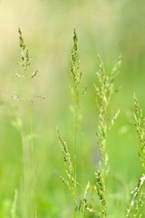 closeup of green cereal field