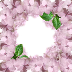 Pink flower on a white background. Hydrangea. Isolated 