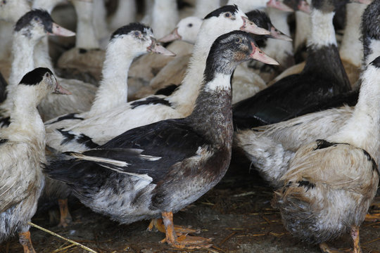 ELEVAGE DE CANARDS MULARDS