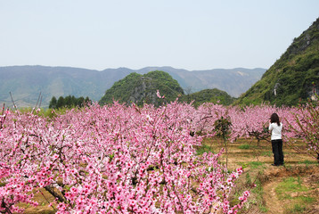 The beautiful blooming peach flower in spring