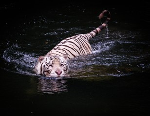 Fototapeta na wymiar Picture of a white tiger walking in water