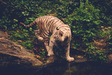 Fototapeta na wymiar Bengal tiger playing deep in a jungle