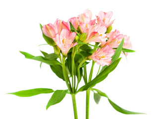 bouquet of pink alstroemeria